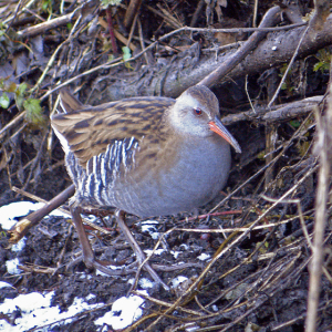 Water Rail - Ouse Dyke