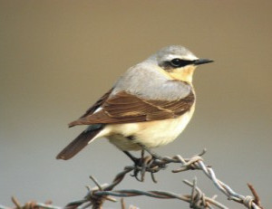 Wheatear