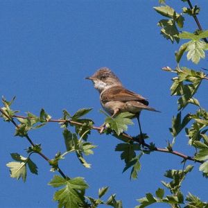 Whitethroat