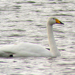 Whooper Swan