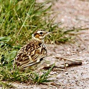 Woodlark