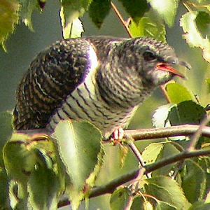 Cuckoo