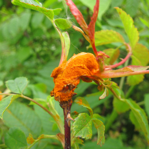 Rose Rust