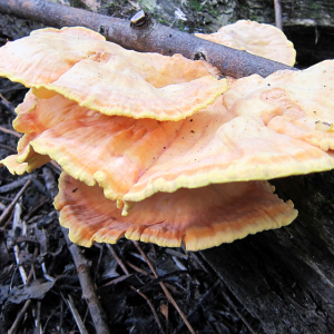 Chicken-of-the-woods