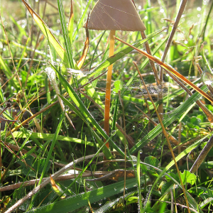 Conocybe sp.