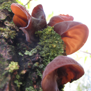 Jelly Ear