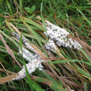 Slime Mould