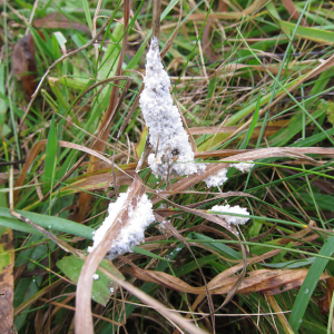 Slime Mould
