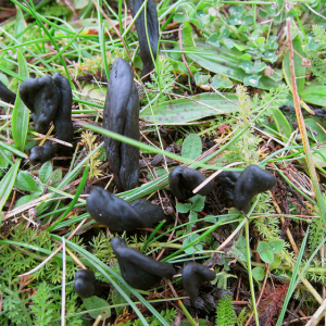 Earth Tongue
