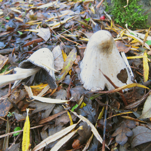 Common Inkcap