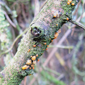 Common Jellyspot