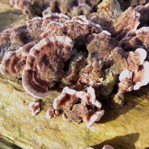 Turkeytails