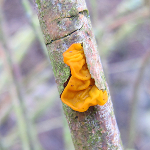 Yellow Brain