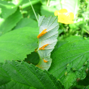 Meadowsweet Rust Fungus