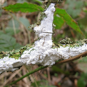 Elder Whitewash