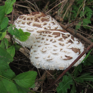 Shaggy Parasol
