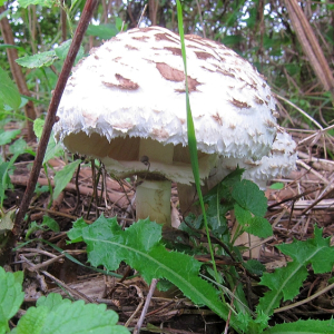 Shaggy Parasol