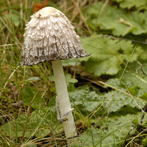 Shaggy Inkcap