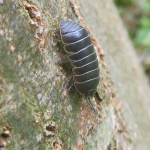 Pill Woodlouse