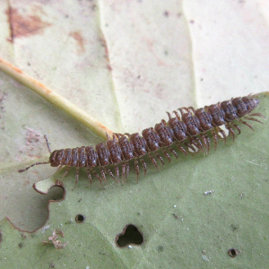 Flat-backed Millipede