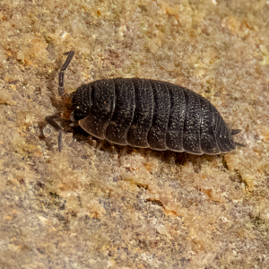 IMG_3693a-Rough-Woodlouse