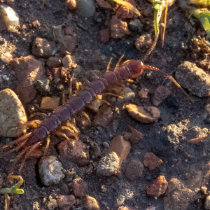 IMG_3800a-Stone-Centipede-Lithobius-microps
