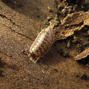 IMG_4273d-Common-Striped-Woodlouse