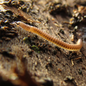 IMG_4275c-Snake-Millipede-Proteroiulus-fuscus