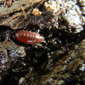 Rosy Woodlouse