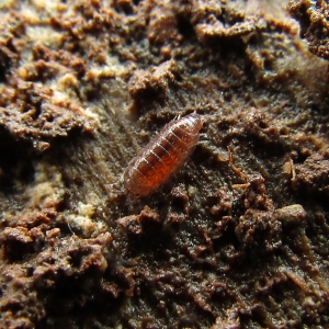 Rosy Woodlouse