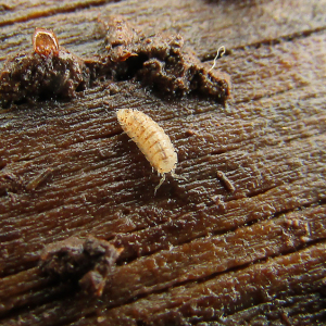 Ant Woodlouse