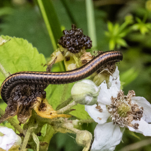 IMG_5072a-Striped-Millipede