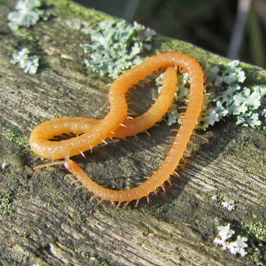 IMG_7192a-Centipede-Geophilus-sp