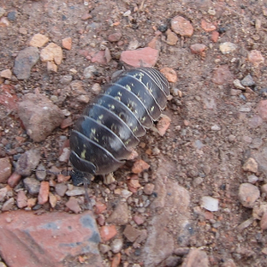 Pill Woodlouse