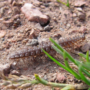 Flat-backed Millipede