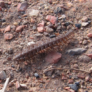 Flat-backed Millipede