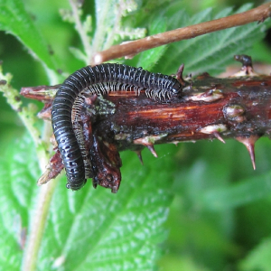 White-legged Snake Millipede