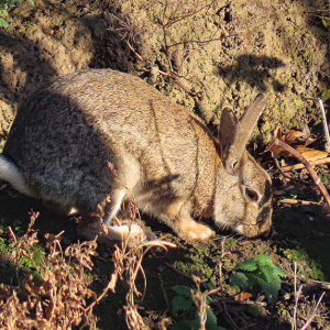 1_IMG_3710a-Rabbit