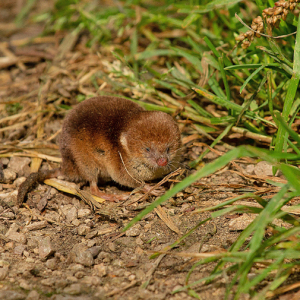 Common-Shrew-Michael-Wormall