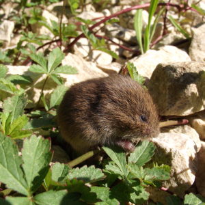 Field Vole