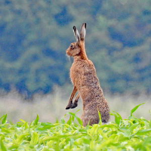 Hare-John-Elwell