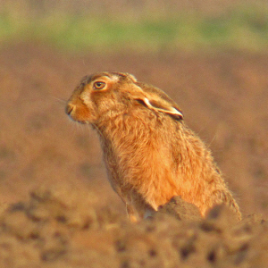Brown Hare