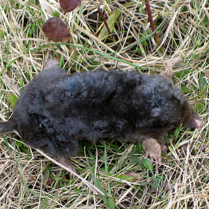 Mole