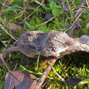 IMG_0373a-Pygmy-Shrew