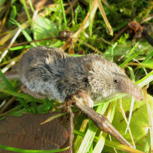 Pygmy-Shrew