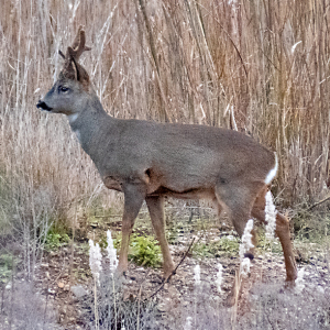 IMG_0375a-Roe-Deer