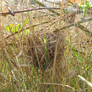 Harvest Mouse