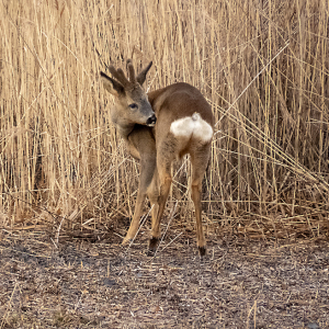 IMG_0458a-Roe-Deer