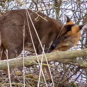 IMG_0545a-Muntjac
