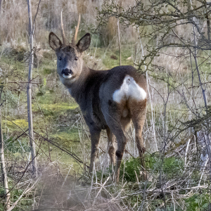 IMG_0602a-Roe-Deer